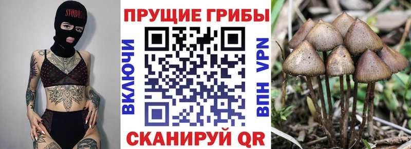 Галлюциногенные грибы Psilocybe  купить   Нязепетровск 